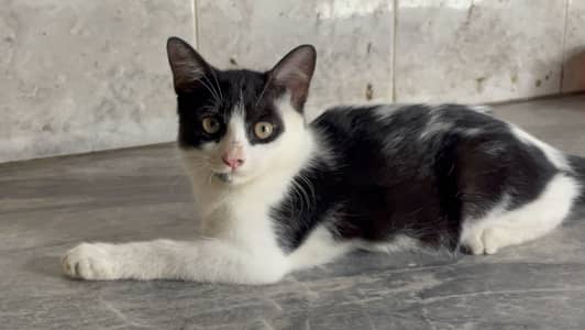 Persian cat