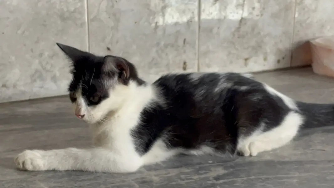 Persian cat — photo 2
