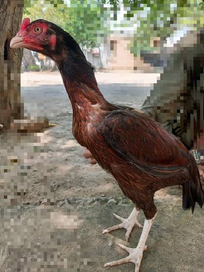 aseel high quality murgi