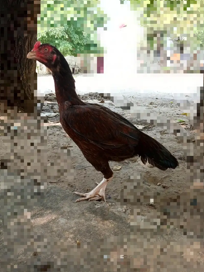 aseel high quality murgi — photo 2