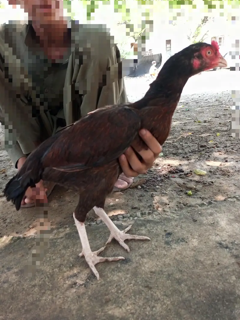 aseel high quality murgi — photo 3
