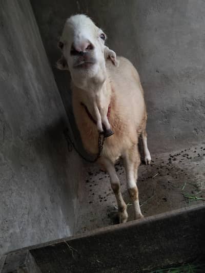 female  sheep for sale