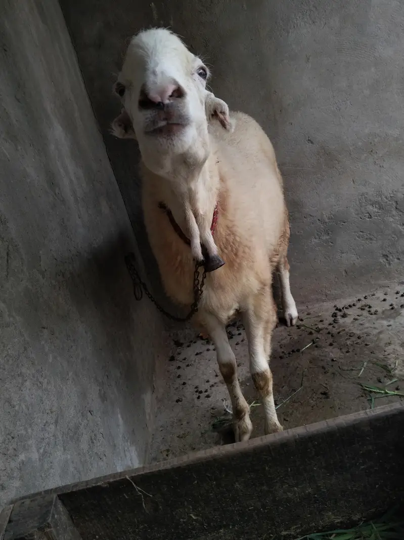 female  sheep for sale