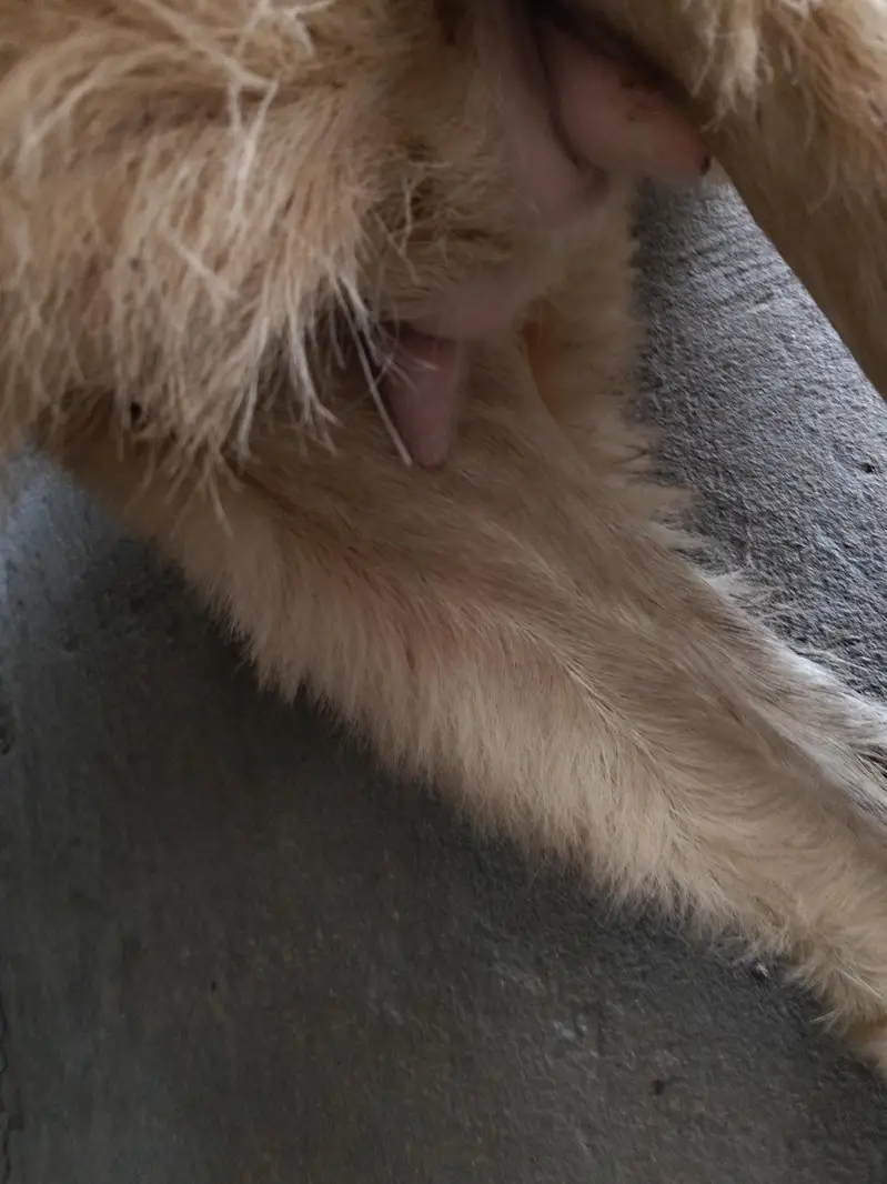 female  sheep for sale — photo 3