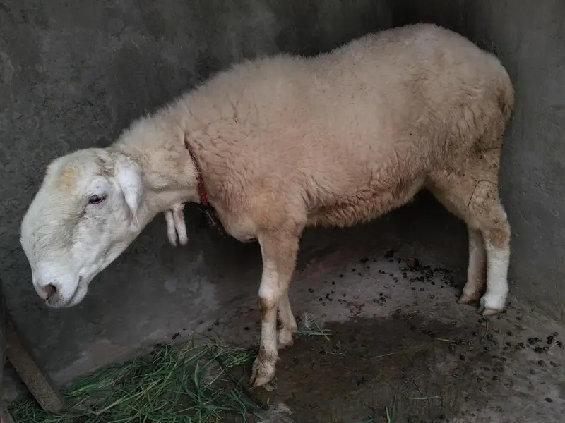 female  sheep for sale — photo 4