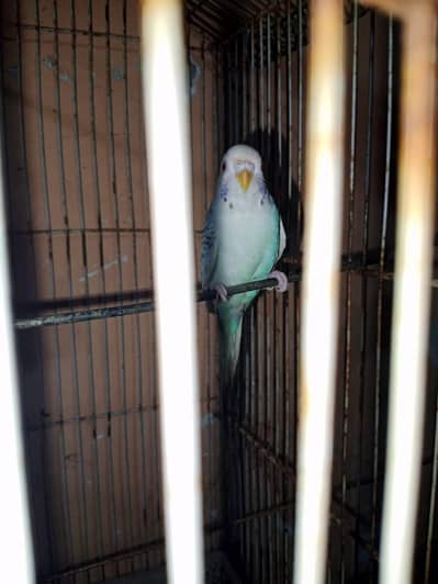 Budgies Red Eyes