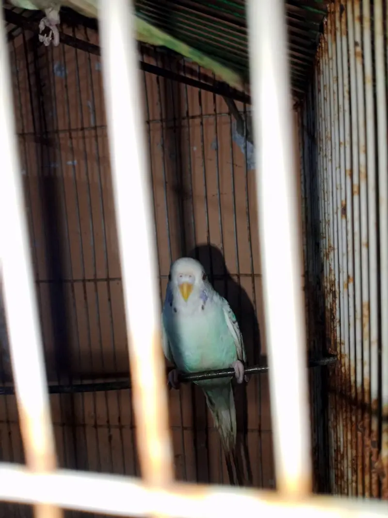 Budgies Red Eyes — photo 2