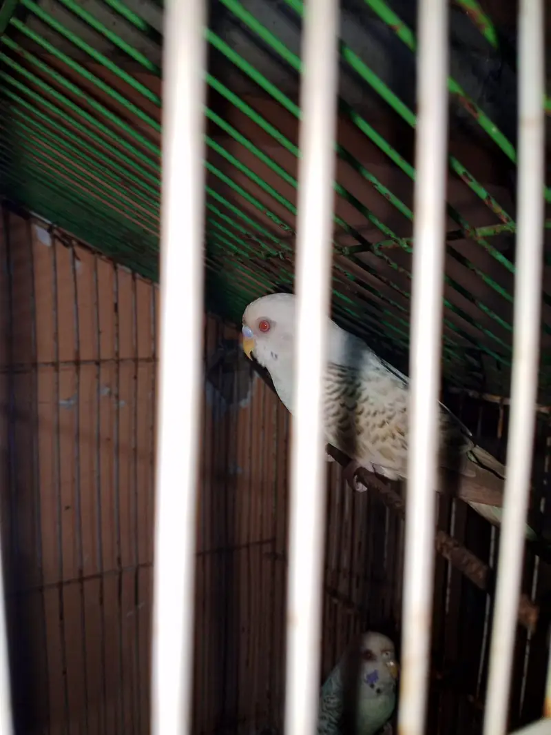 Budgies Red Eyes — photo 3