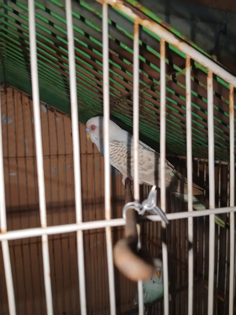 Budgies Red Eyes — photo 4