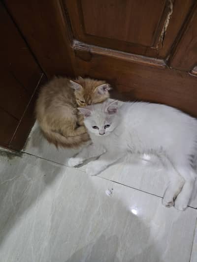 fully vaccinated pair of persian cats for sale