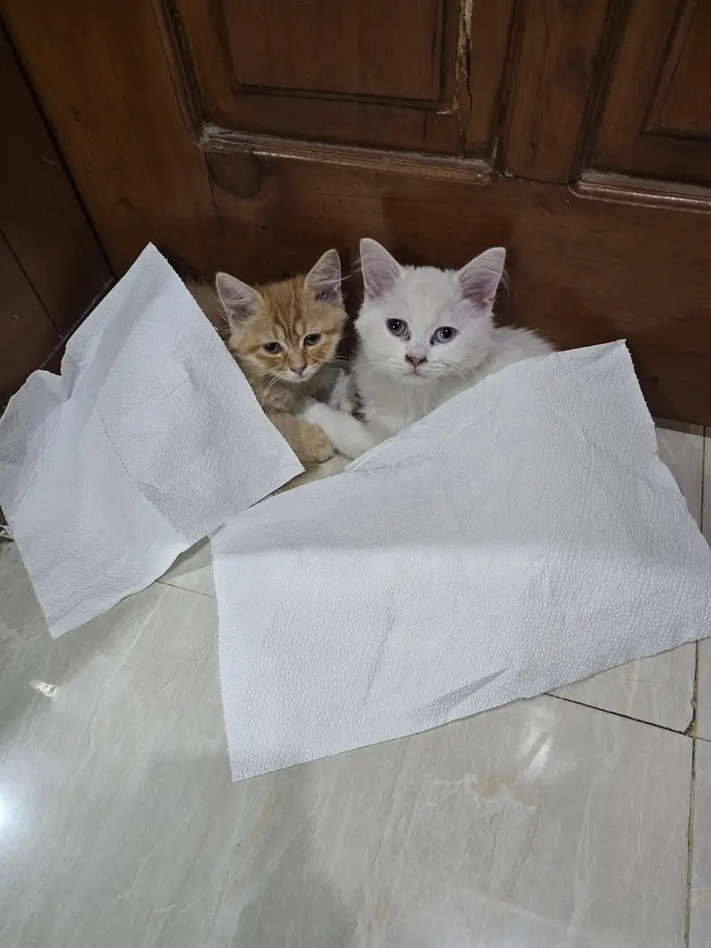 fully vaccinated pair of persian cats for sale — photo 2