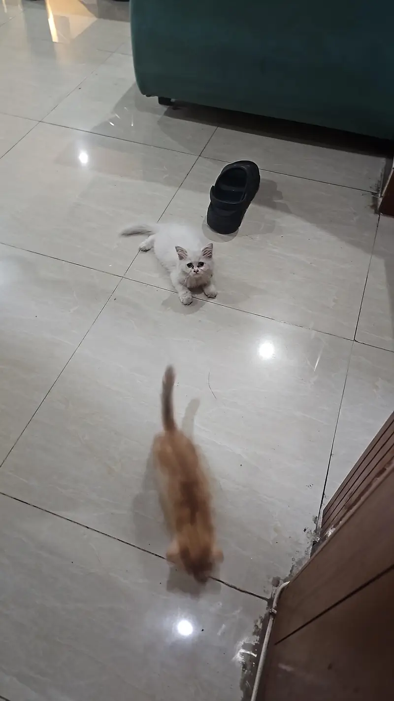 fully vaccinated pair of persian cats for sale — photo 3