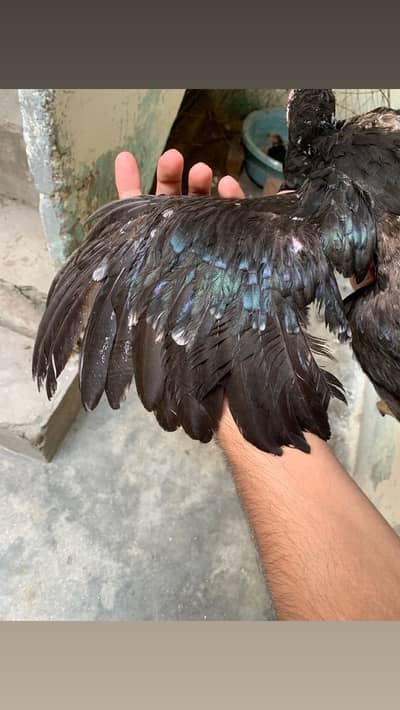 Pakistani Aseel Egg laying