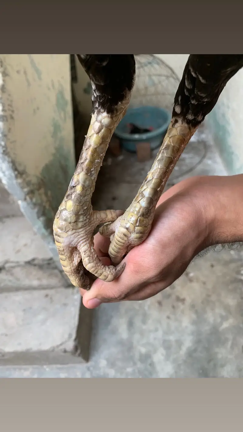 Pakistani Aseel Egg laying — photo 2