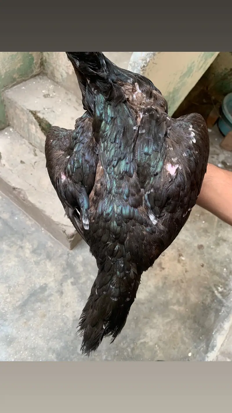Pakistani Aseel Egg laying — photo 3