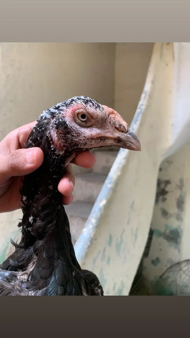 Pakistani Aseel Egg laying — photo 4