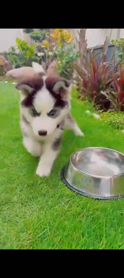 SIBERIAN HUSKY MALE PUPPY