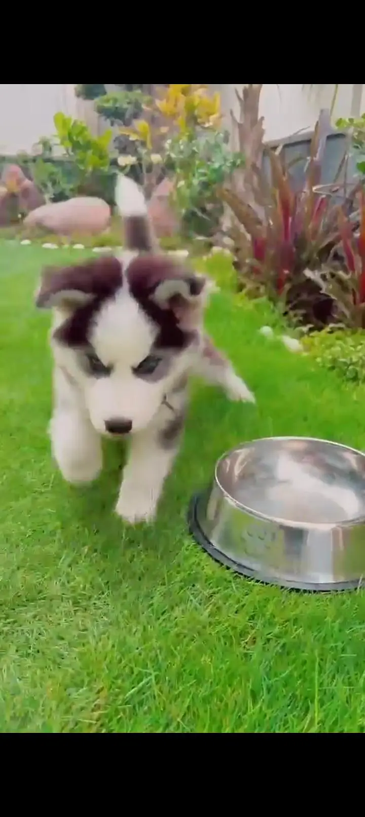 SIBERIAN HUSKY MALE PUPPY — photo 2