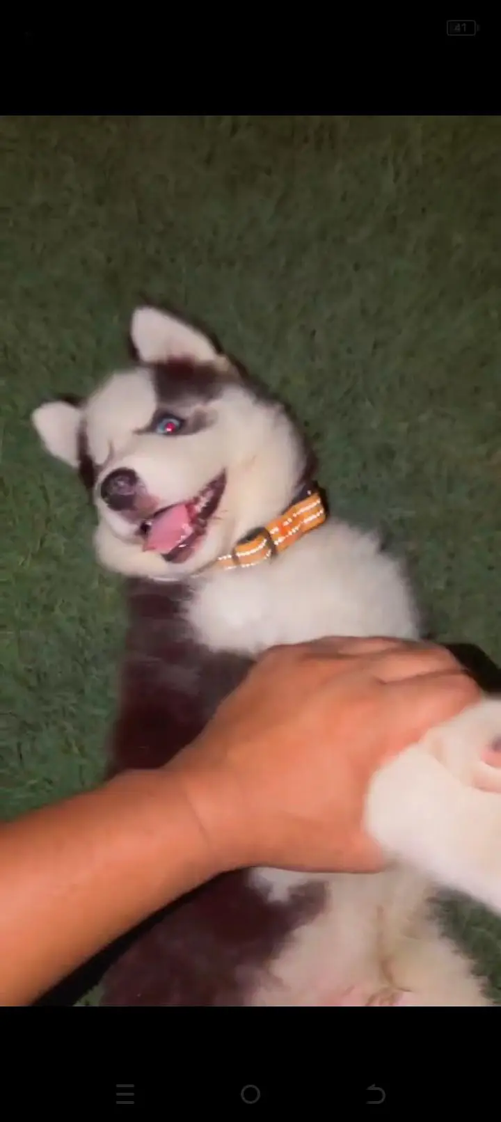 SIBERIAN HUSKY MALE PUPPY — photo 3