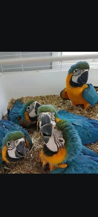 blue Macau parrot cheeks for sale 0370/7908/904
