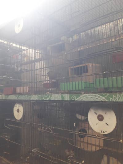 Cage for sale Master Cage
