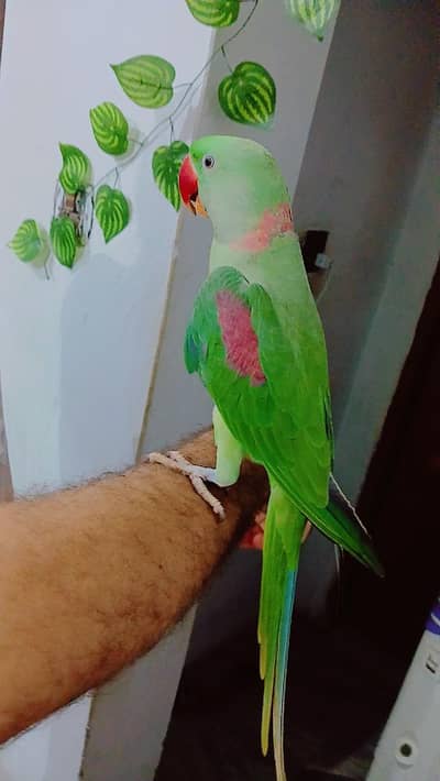 Raw parrot