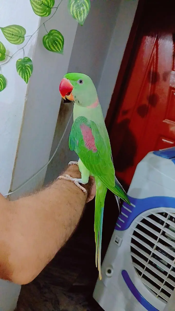 Raw parrot — photo 2