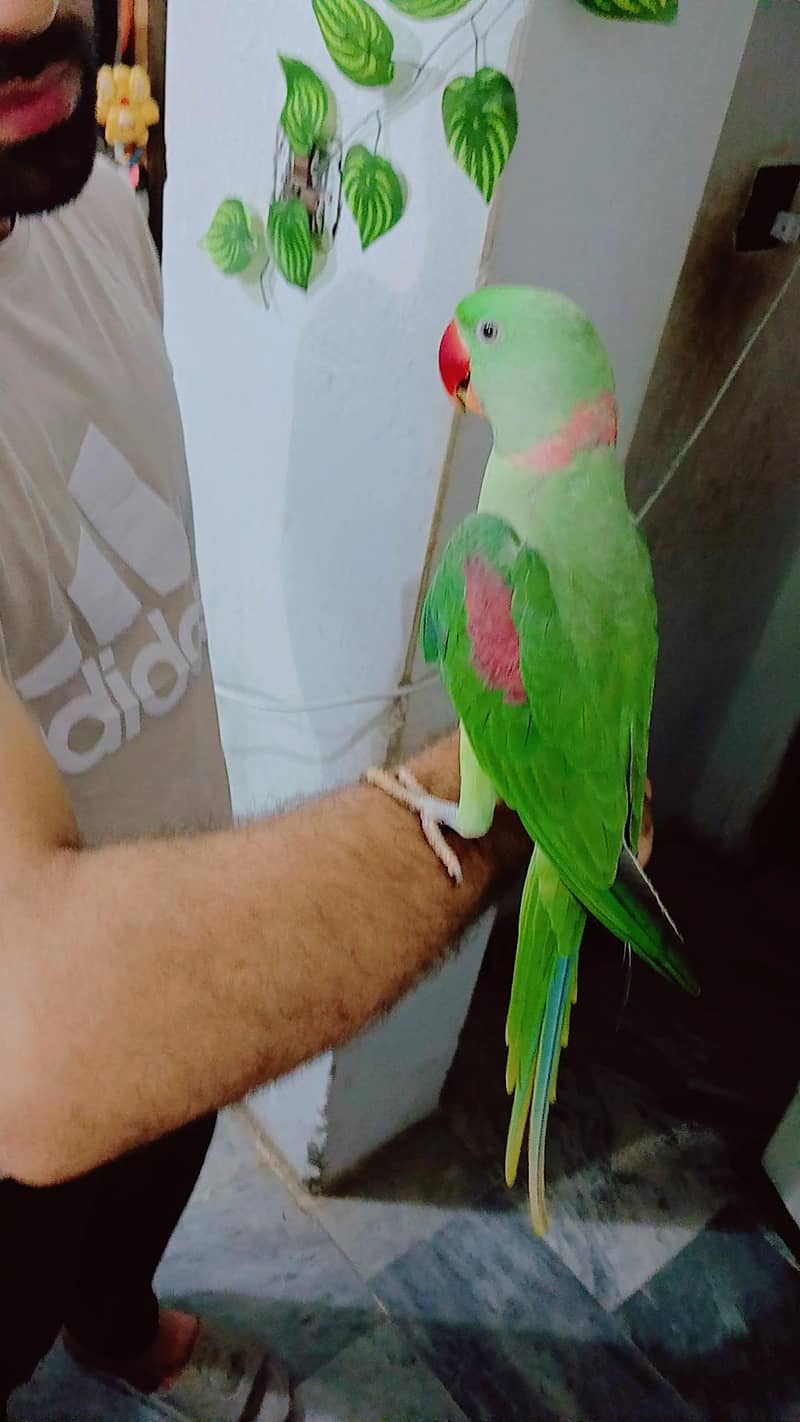 Raw parrot 2