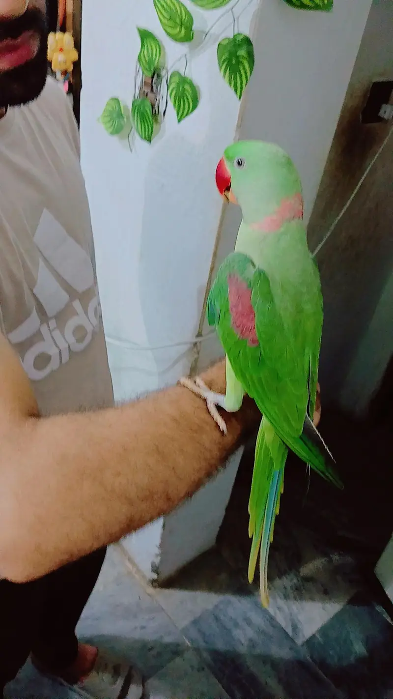 Raw parrot — photo 3