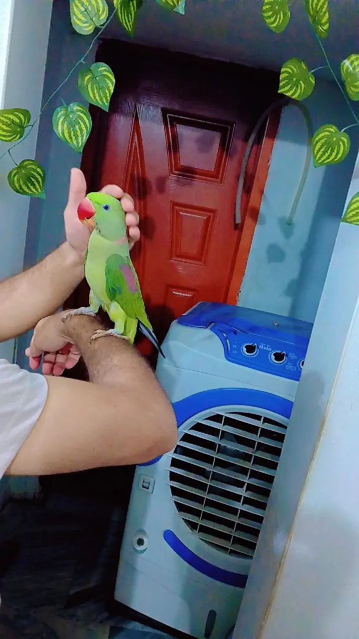 Raw parrot — photo 4