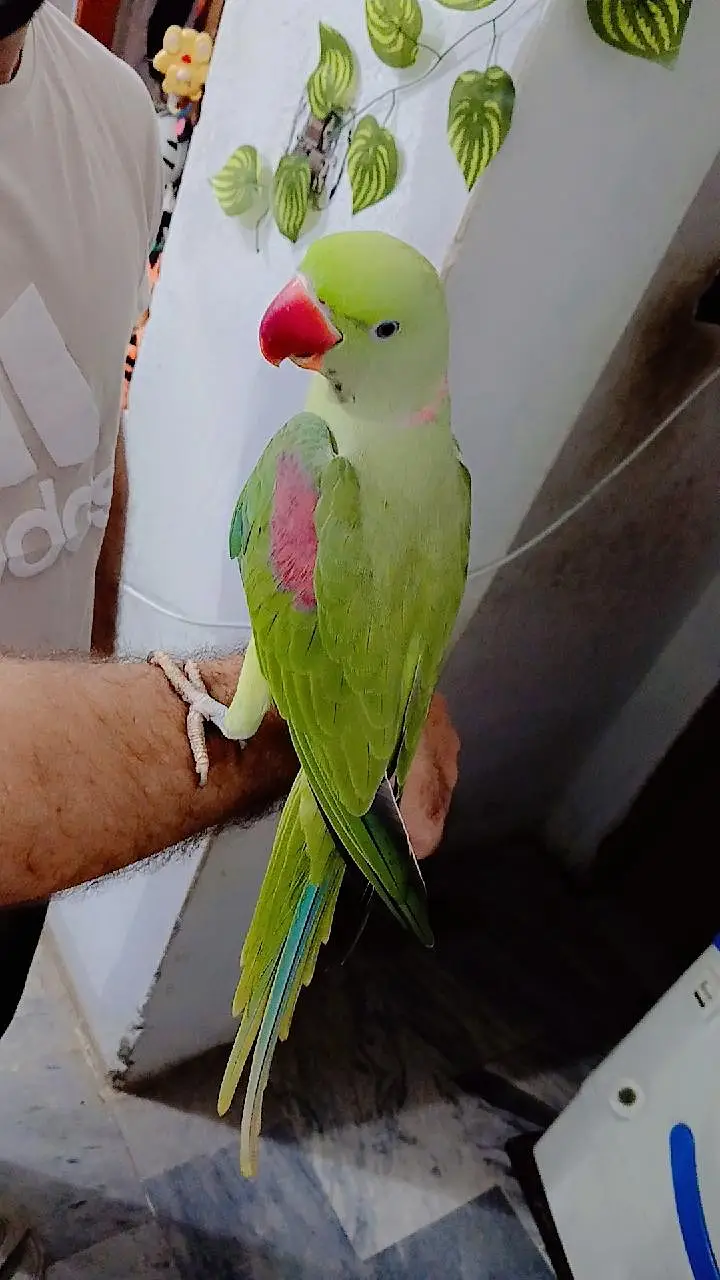 Raw parrot — photo 5