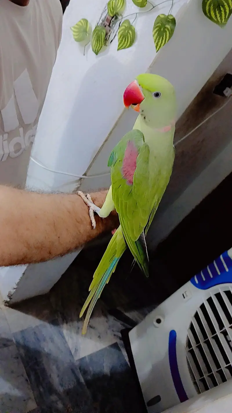 Raw parrot — photo 6