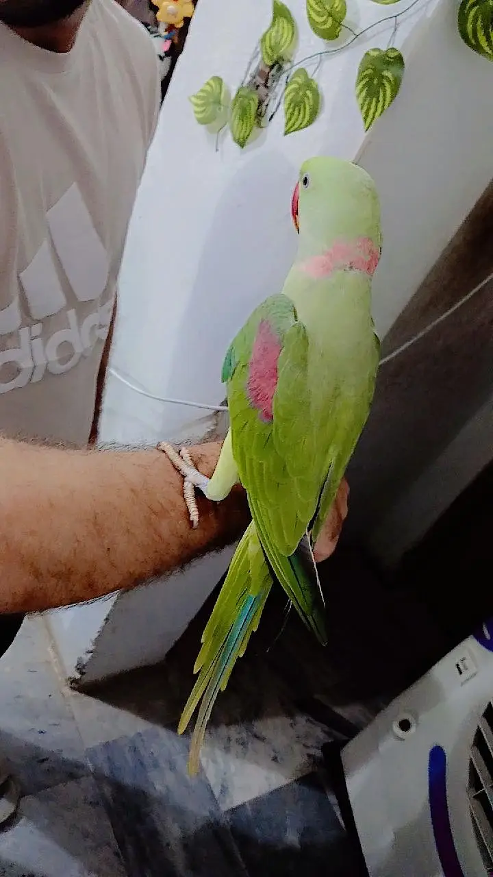 Raw parrot — photo 7