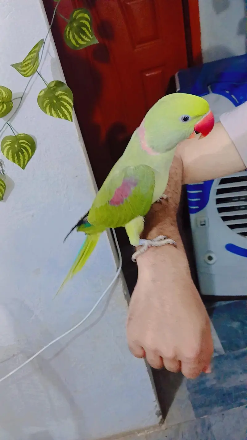 Raw parrot — photo 8