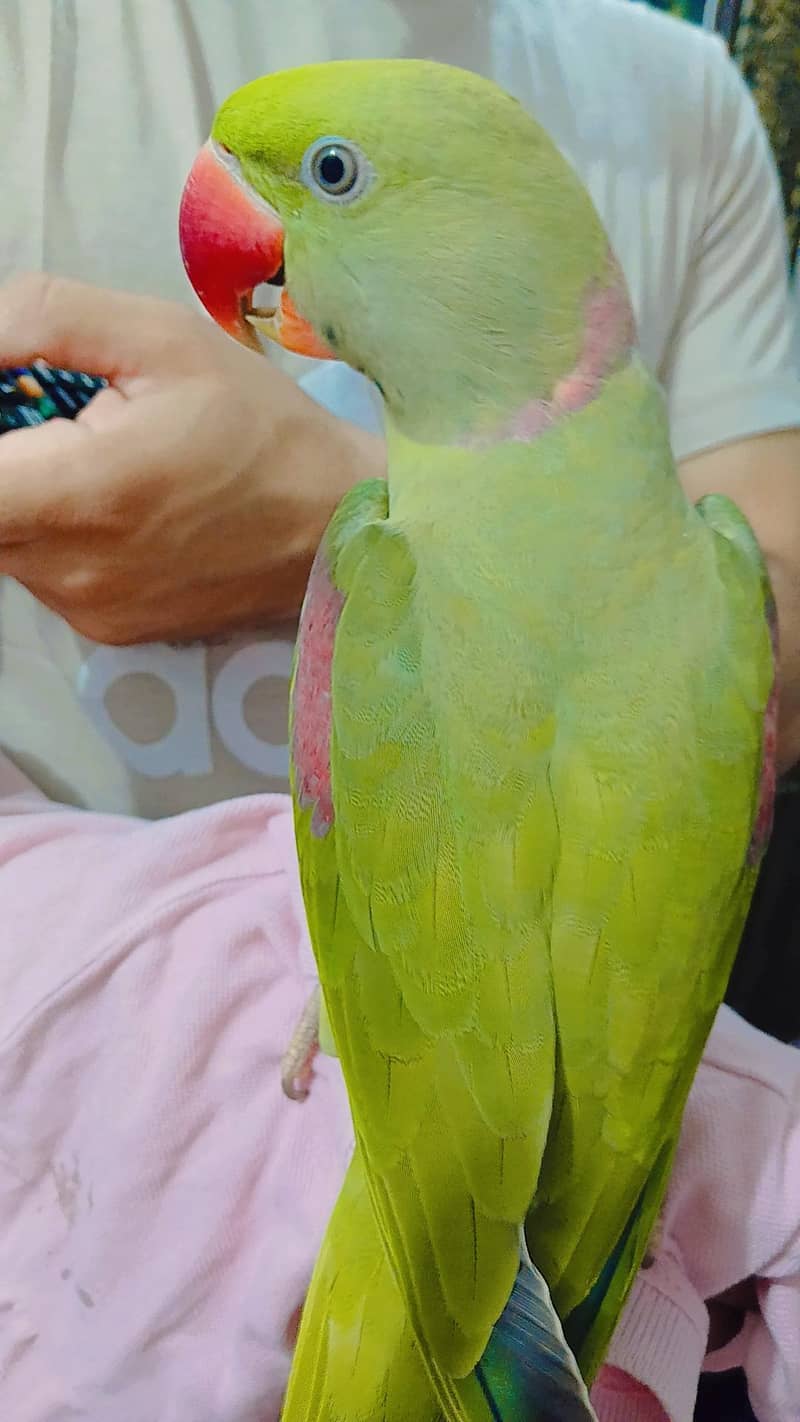 Raw parrot 8