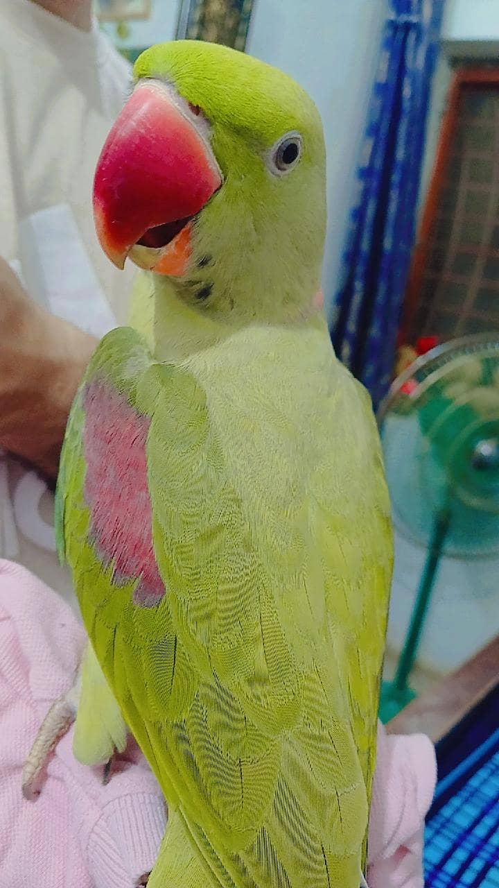 Raw parrot 9