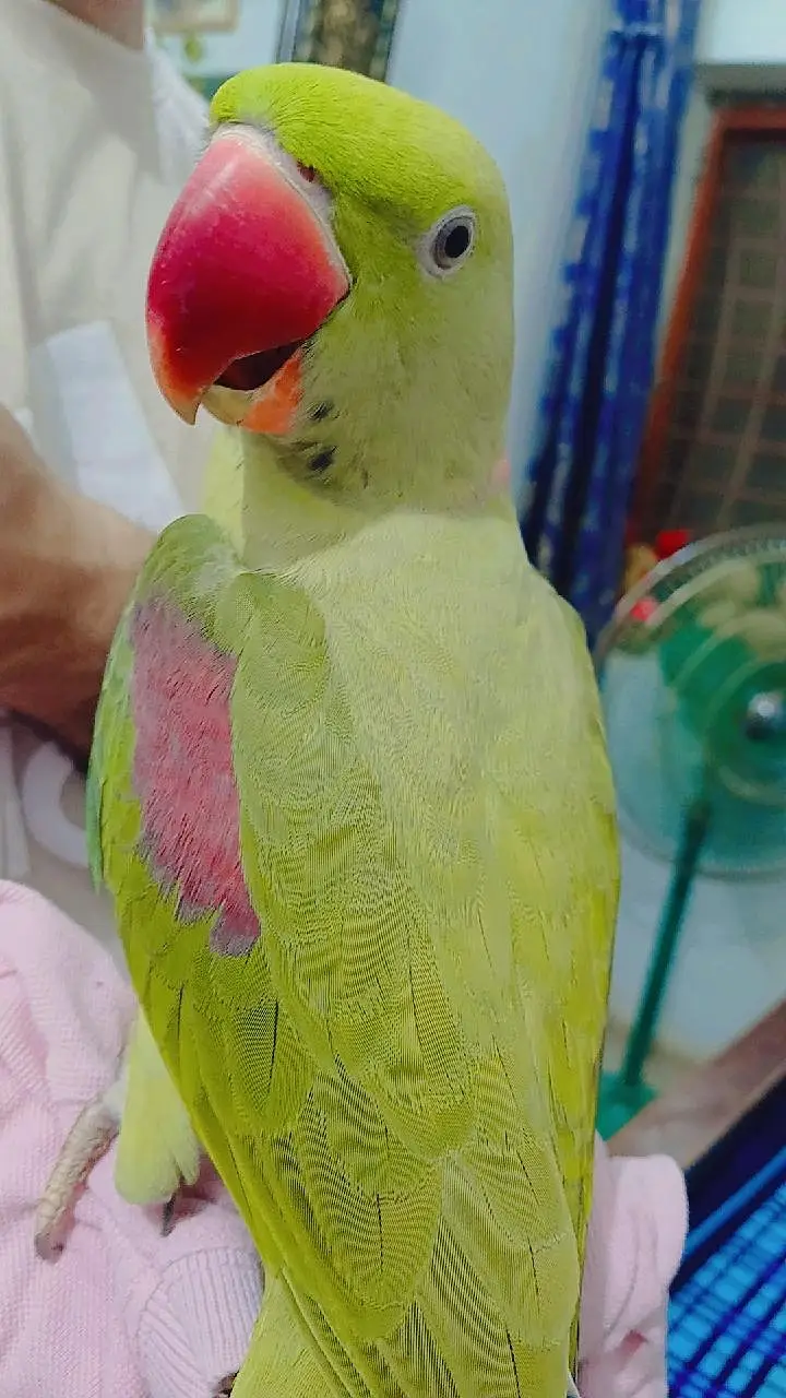 Raw parrot — photo 10
