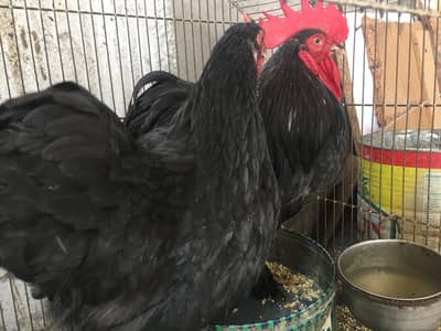Black bantam pair A+grade quality serious buyer contact only