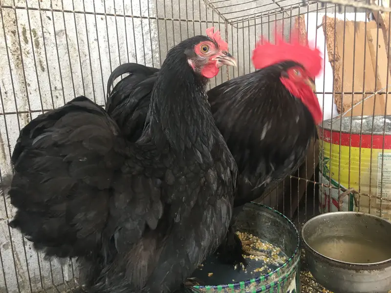Black bantam pair A+grade quality serious buyer contact only — photo 2