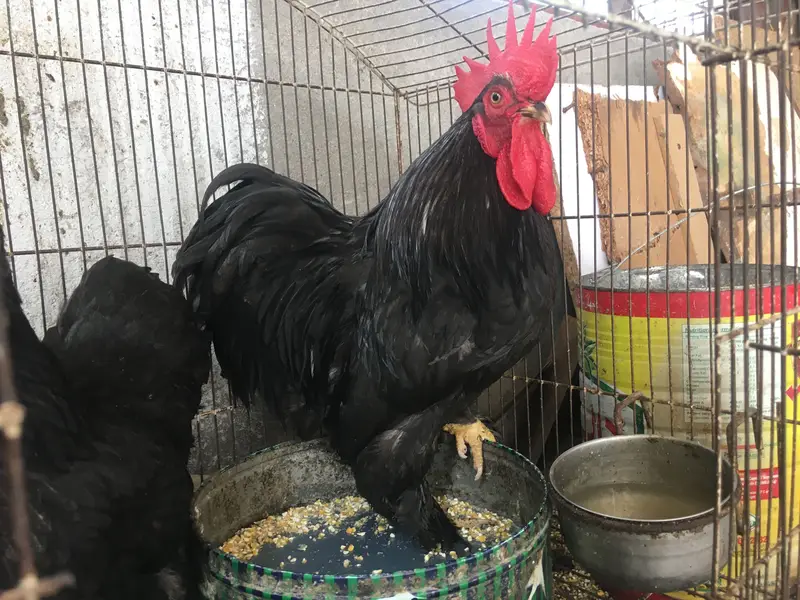 Black bantam pair A+grade quality serious buyer contact only — photo 3