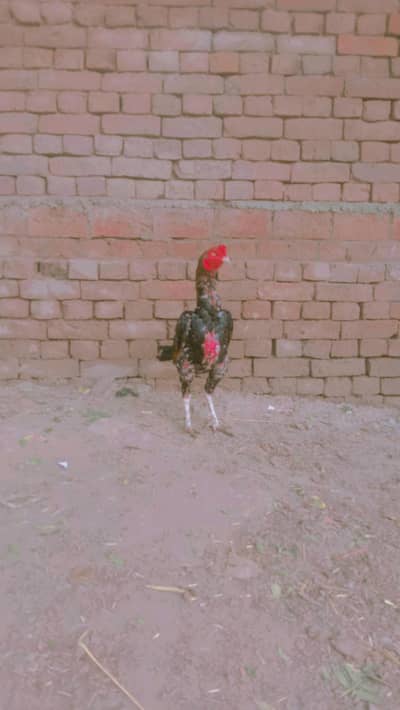 aseel zoo