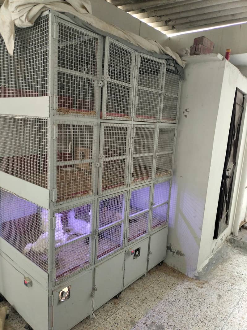 6 PORTION WITH 2 BROODER MOVEABLE CAGE 0