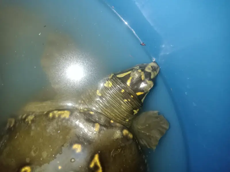 Yellow doted turtle — photo 2