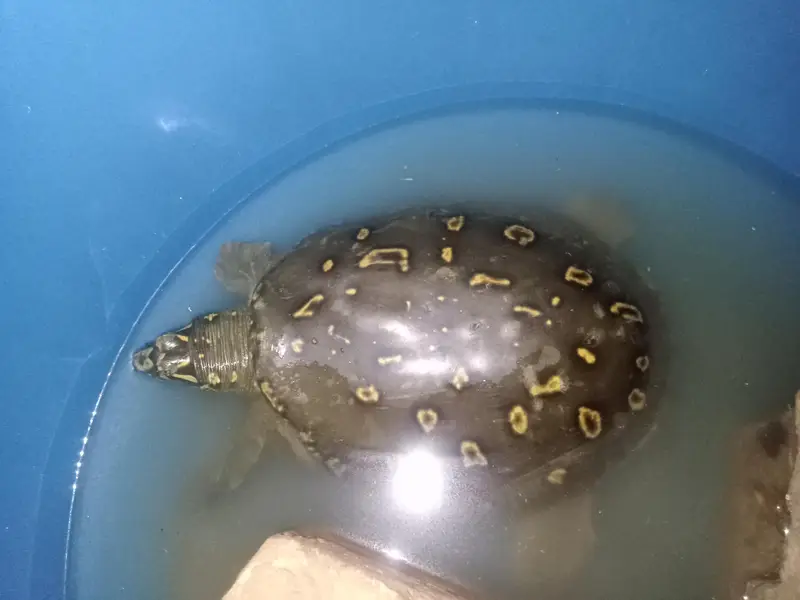Yellow doted turtle — photo 4