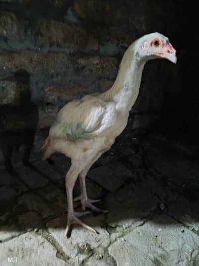 White Aseel heera