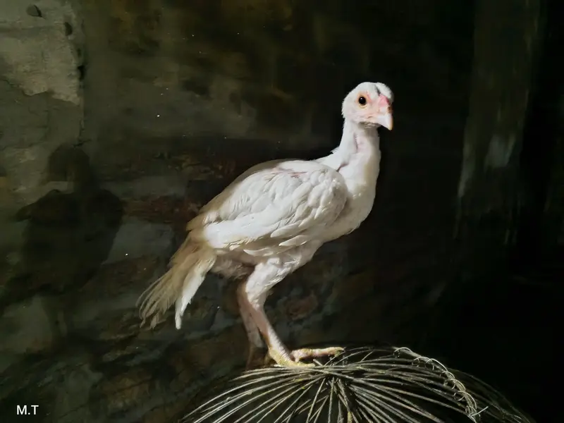 White Aseel heera — photo 3