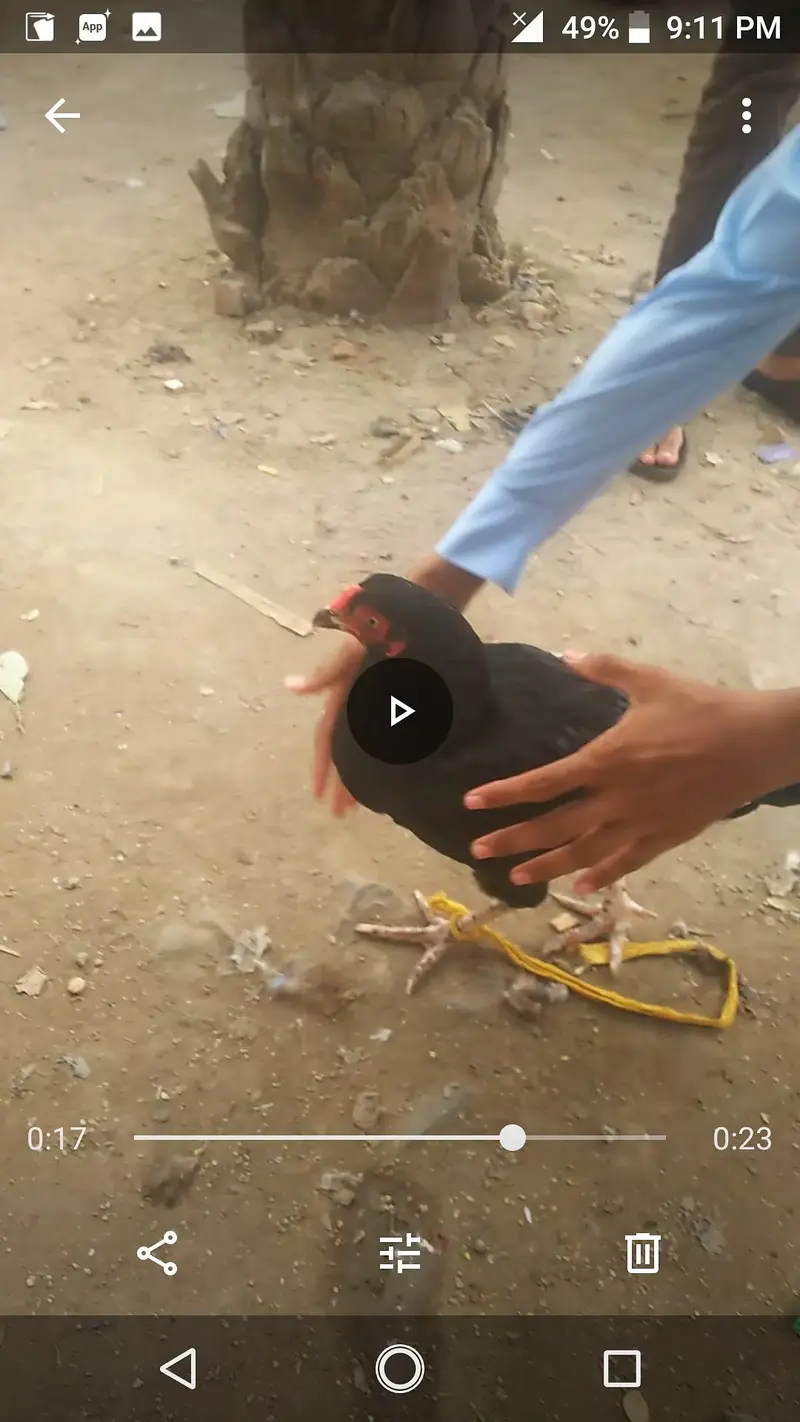 Hera Aseel Male and Mushki Female — photo 2