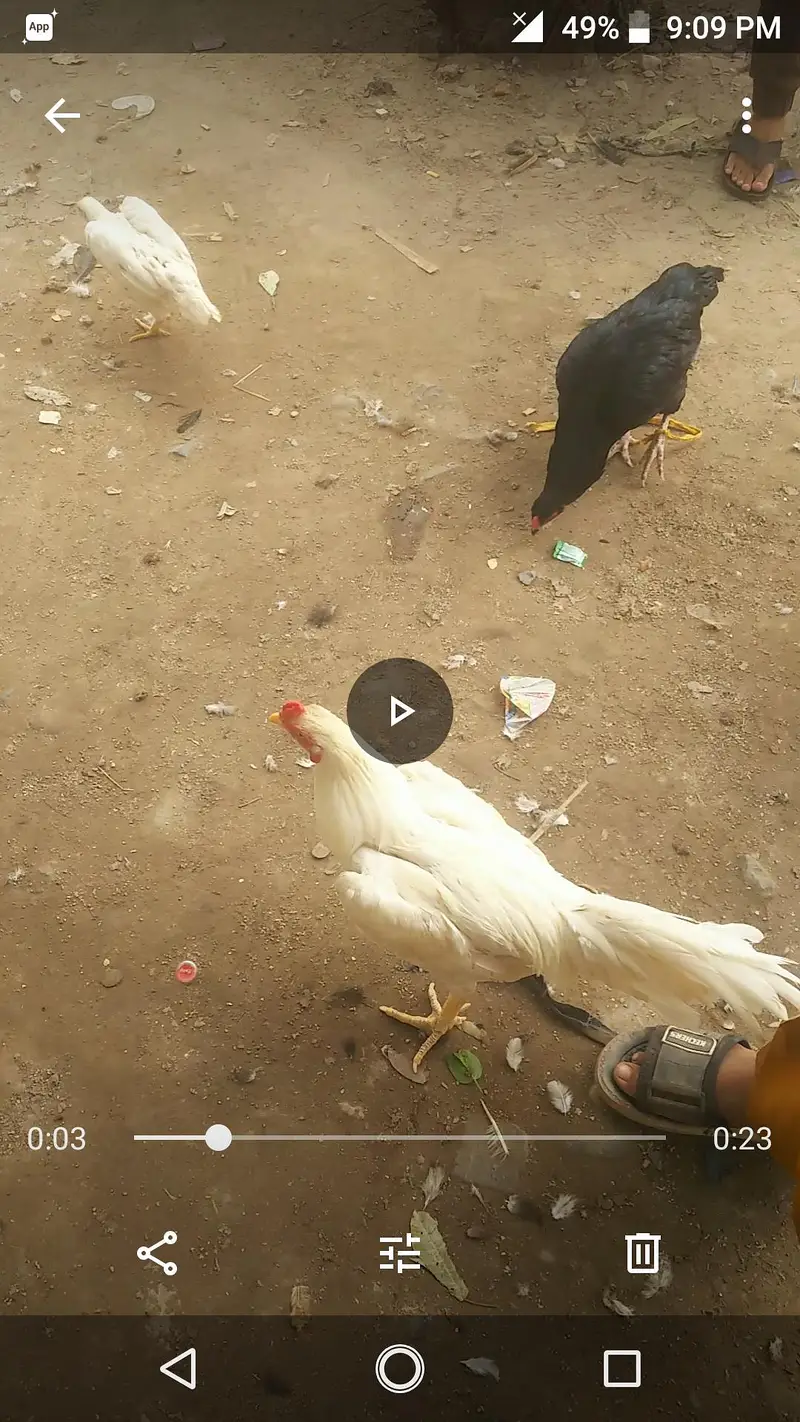 Hera Aseel Male and Mushki Female — photo 3