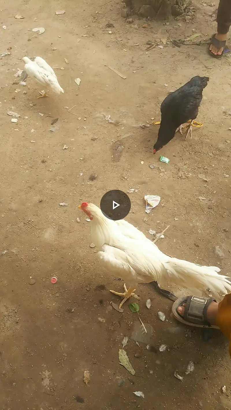 Hera Aseel Male and Mushki Female — photo 4