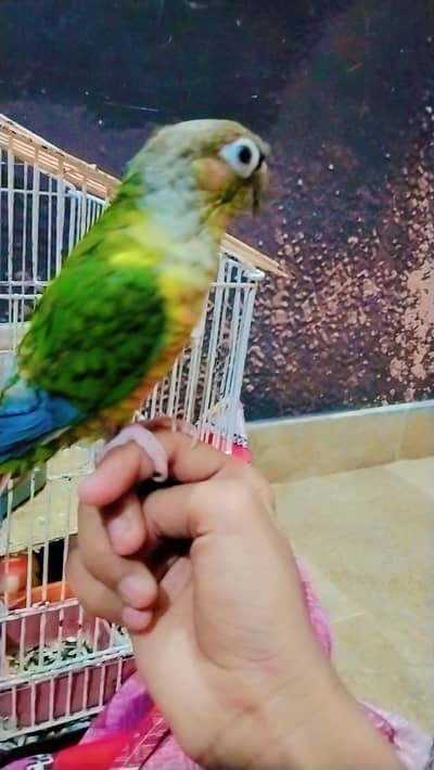 love bird hand tame with conure